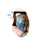 LOVE Bird cute（個別スタンプ：16）