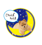 ポメラニアン もふた 5（個別スタンプ：3）
