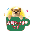 ポメラニアン もふた 5（個別スタンプ：4）