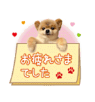 ポメラニアン もふた 5（個別スタンプ：5）