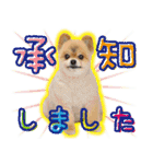 ポメラニアン もふた 5（個別スタンプ：10）