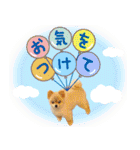 ポメラニアン もふた 5（個別スタンプ：11）