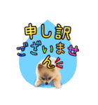 ポメラニアン もふた 5（個別スタンプ：12）