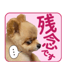 ポメラニアン もふた 5（個別スタンプ：13）