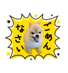 ポメラニアン もふた 5（個別スタンプ：15）
