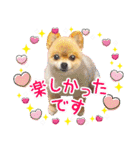 ポメラニアン もふた 5（個別スタンプ：18）