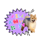 ポメラニアン もふた 5（個別スタンプ：20）