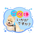 ポメラニアン もふた 5（個別スタンプ：21）