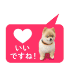 ポメラニアン もふた 5（個別スタンプ：22）