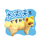 ポメラニアン もふた 5（個別スタンプ：28）