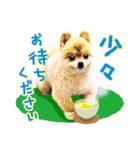 ポメラニアン もふた 5（個別スタンプ：29）