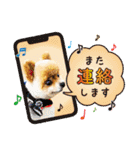 ポメラニアン もふた 5（個別スタンプ：30）