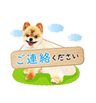 ポメラニアン もふた 5（個別スタンプ：31）