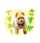 ポメラニアン もふた 5（個別スタンプ：33）