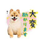 ポメラニアン もふた 5（個別スタンプ：34）