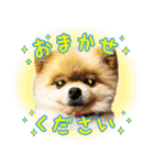 ポメラニアン もふた 5（個別スタンプ：35）