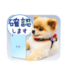 ポメラニアン もふた 5（個別スタンプ：36）