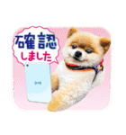 ポメラニアン もふた 5（個別スタンプ：37）