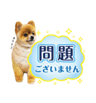 ポメラニアン もふた 5（個別スタンプ：38）
