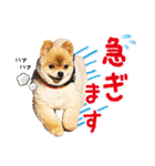 ポメラニアン もふた 5（個別スタンプ：39）
