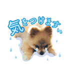 ポメラニアン もふた 5（個別スタンプ：40）