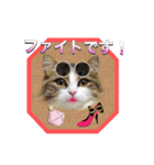 ガブオズ兄弟 パート1（個別スタンプ：30）