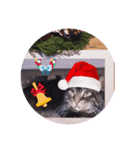 ガッシーねこーず1階ねこーずのクリスマス（個別スタンプ：1）