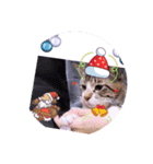 ガッシーねこーず1階ねこーずのクリスマス（個別スタンプ：3）