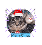 ガッシーねこーず1階ねこーずのクリスマス（個別スタンプ：5）