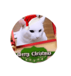 ガッシーねこーず1階ねこーずのクリスマス（個別スタンプ：7）