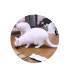 ガッシーねこーず1階ねこーずのクリスマス（個別スタンプ：16）