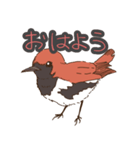 奄美の野鳥シリーズ1 アカヒゲver（個別スタンプ：1）