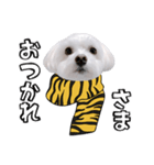 白い犬の冬と年末年始（吹き出し）（個別スタンプ：1）