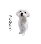 白い犬の冬と年末年始（吹き出し）（個別スタンプ：5）