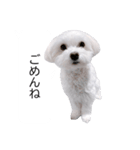 白い犬の冬と年末年始（吹き出し）（個別スタンプ：6）