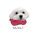 白い犬の冬と年末年始（吹き出し）（個別スタンプ：7）