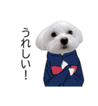 白い犬の冬と年末年始（吹き出し）（個別スタンプ：12）