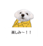 白い犬の冬と年末年始（吹き出し）（個別スタンプ：13）