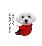 白い犬の冬と年末年始（吹き出し）（個別スタンプ：17）