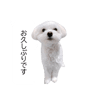 白い犬の冬と年末年始（吹き出し）（個別スタンプ：18）