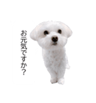 白い犬の冬と年末年始（吹き出し）（個別スタンプ：19）