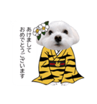 白い犬の冬と年末年始（吹き出し）（個別スタンプ：25）