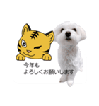 白い犬の冬と年末年始（吹き出し）（個別スタンプ：28）