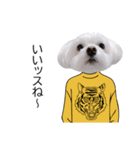 白い犬の冬と年末年始（吹き出し）（個別スタンプ：32）