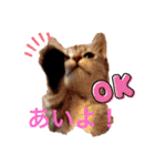 ねこの銀次くん（個別スタンプ：1）