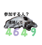 ねこの銀次くん（個別スタンプ：2）