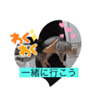 ねこの銀次くん（個別スタンプ：3）