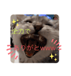 ねこの銀次くん（個別スタンプ：4）