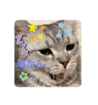 ねこの銀次くん（個別スタンプ：5）