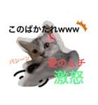 ねこの銀次くん（個別スタンプ：7）